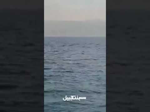 حوت "اوركا" السفّاح يظهر قبالة لبنان للمرة الاولى