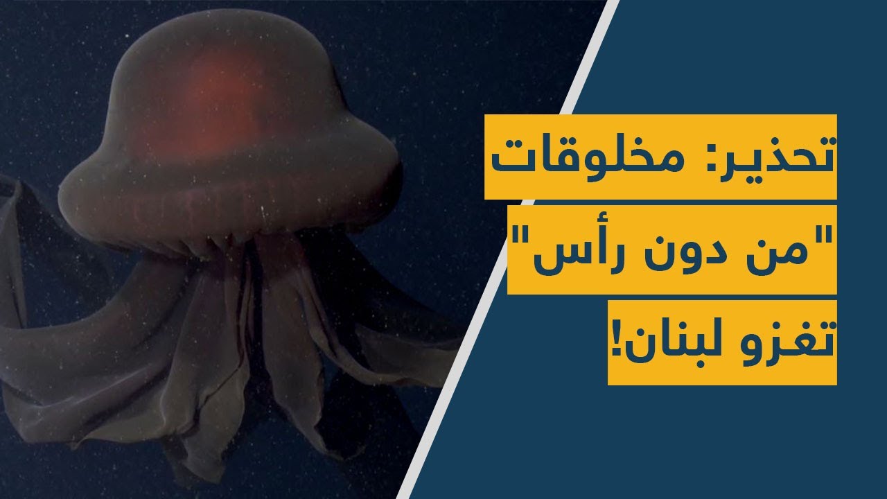 تحذير: مخلوقات "من دون رأس" تغزو لبنان!