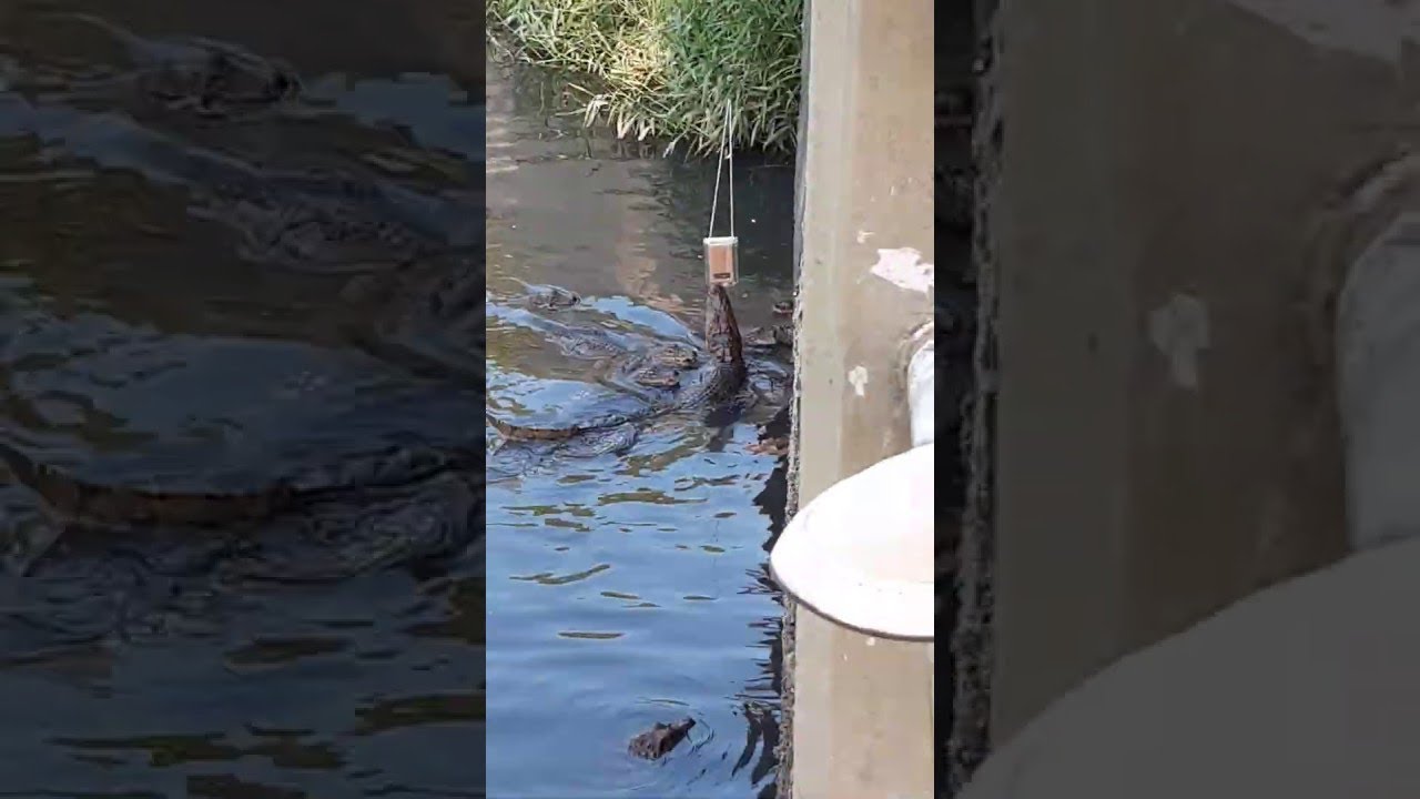 Gator Grabs Tourist's Tablet || ViralHog