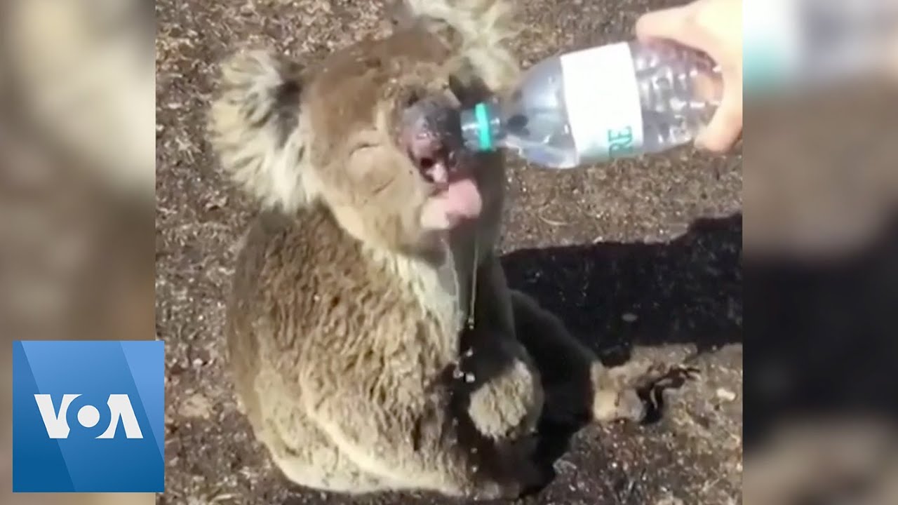 Australian Emergency Workers Give Water to Koala Injured by Wildfires