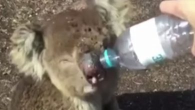 Photo of بالفيديو : إنقاذ حيوان “كوالا” في استراليا.. يشرب بنهم شديد